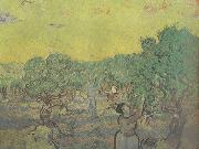 Olive Grove with Picking Figures (nn04) Vincent Van Gogh